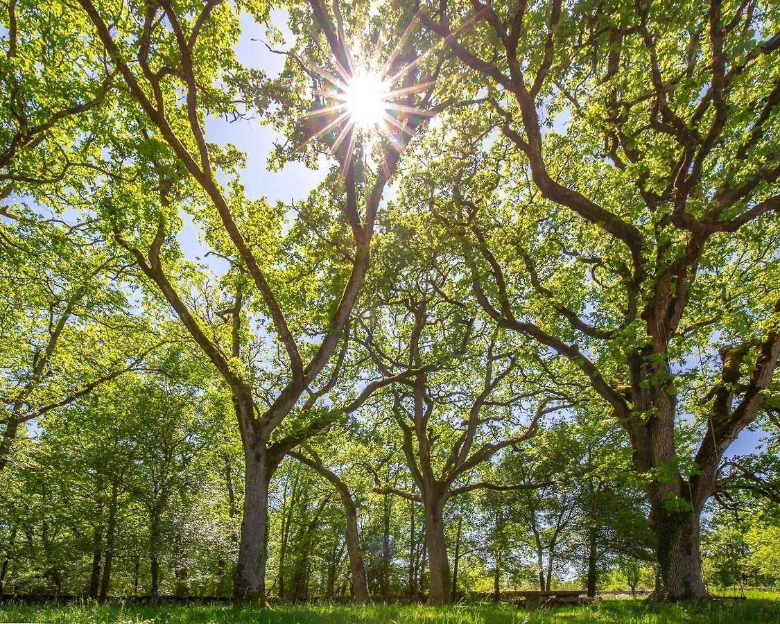 La Grange - A Peaceful Place In The Forest Concots